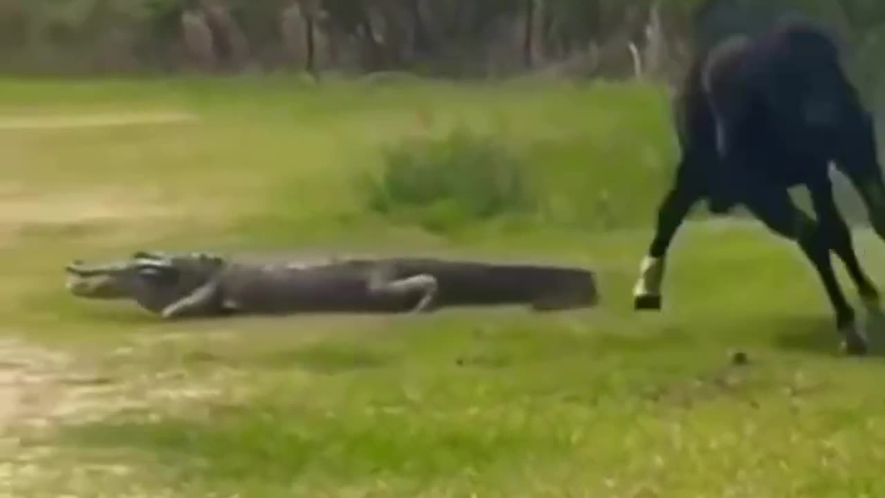 Horse and crocodile fight