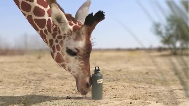 Elephant vs Giraffe Water Fight_Cut