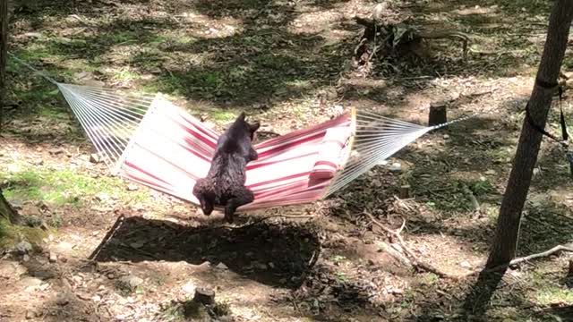 Bear Cub Tries Out a Hammock