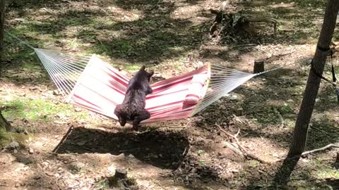 Bear Cub Tries Out a Hammock