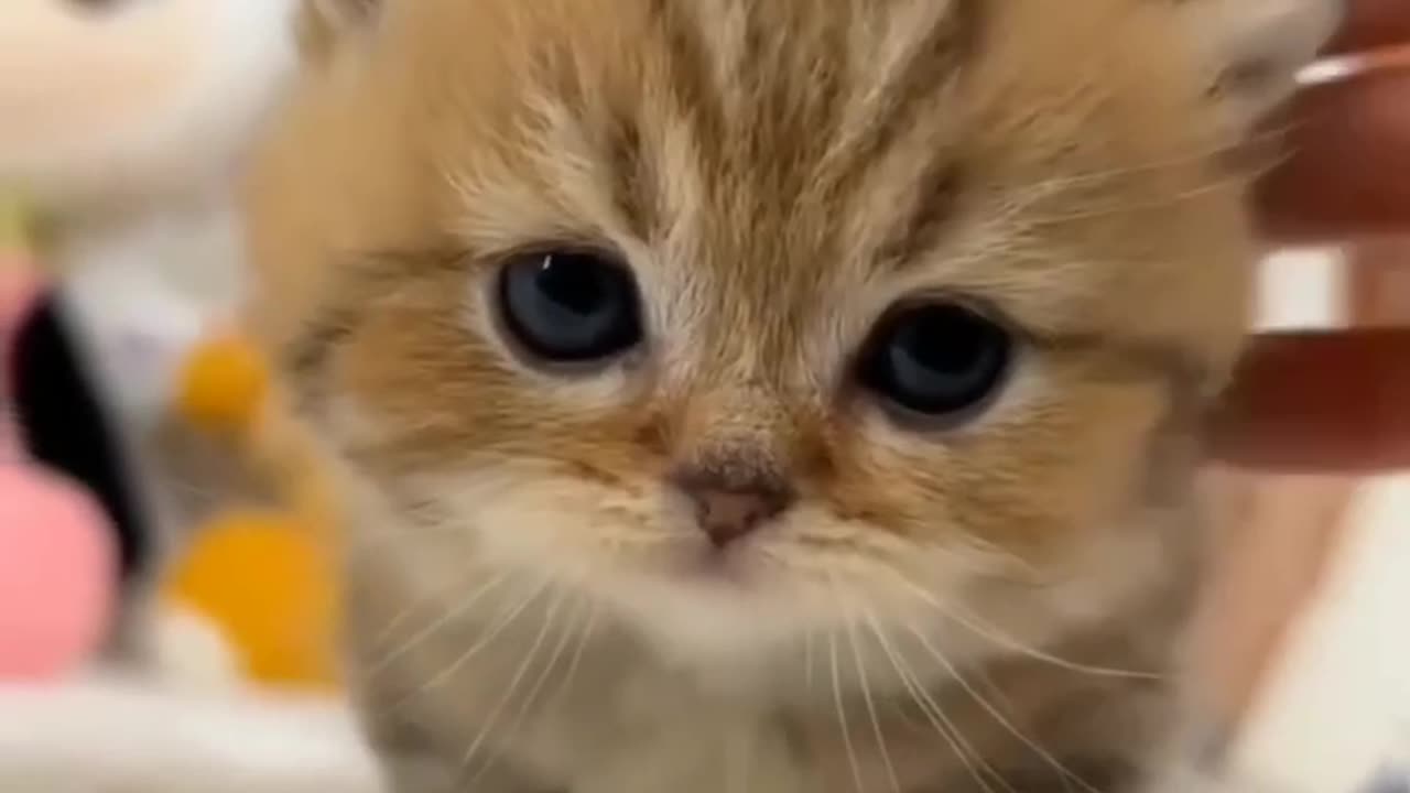 Funny & cute cat beautiful cat cute cat 🐈