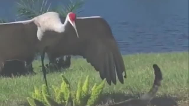 Amazing Animal | Silent Conversation become Aggressive