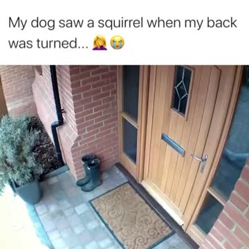 bad squirrel.mp4