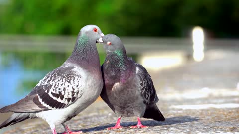 LOVE BIRDS2