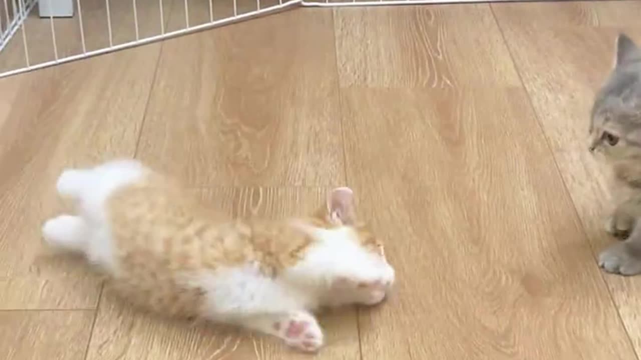 Cat super video