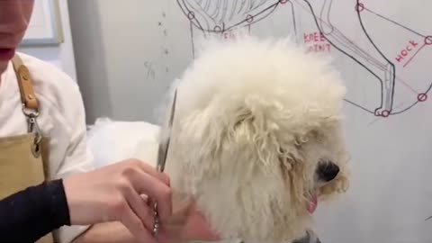 Amazing Bichon Frise Dog Grooming _