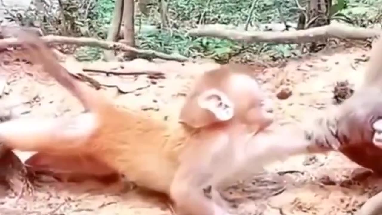 Baby monkeys become a bone of contention and are tugged at