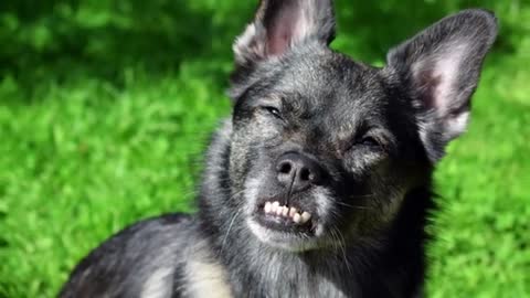🐕 dog's Eyes - Top 7 sings you are dog sends You With Their Eyes!