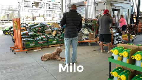 Milo