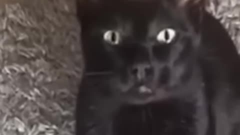 Funny animals - Funny cats and dogs - Funny animal videos 2023