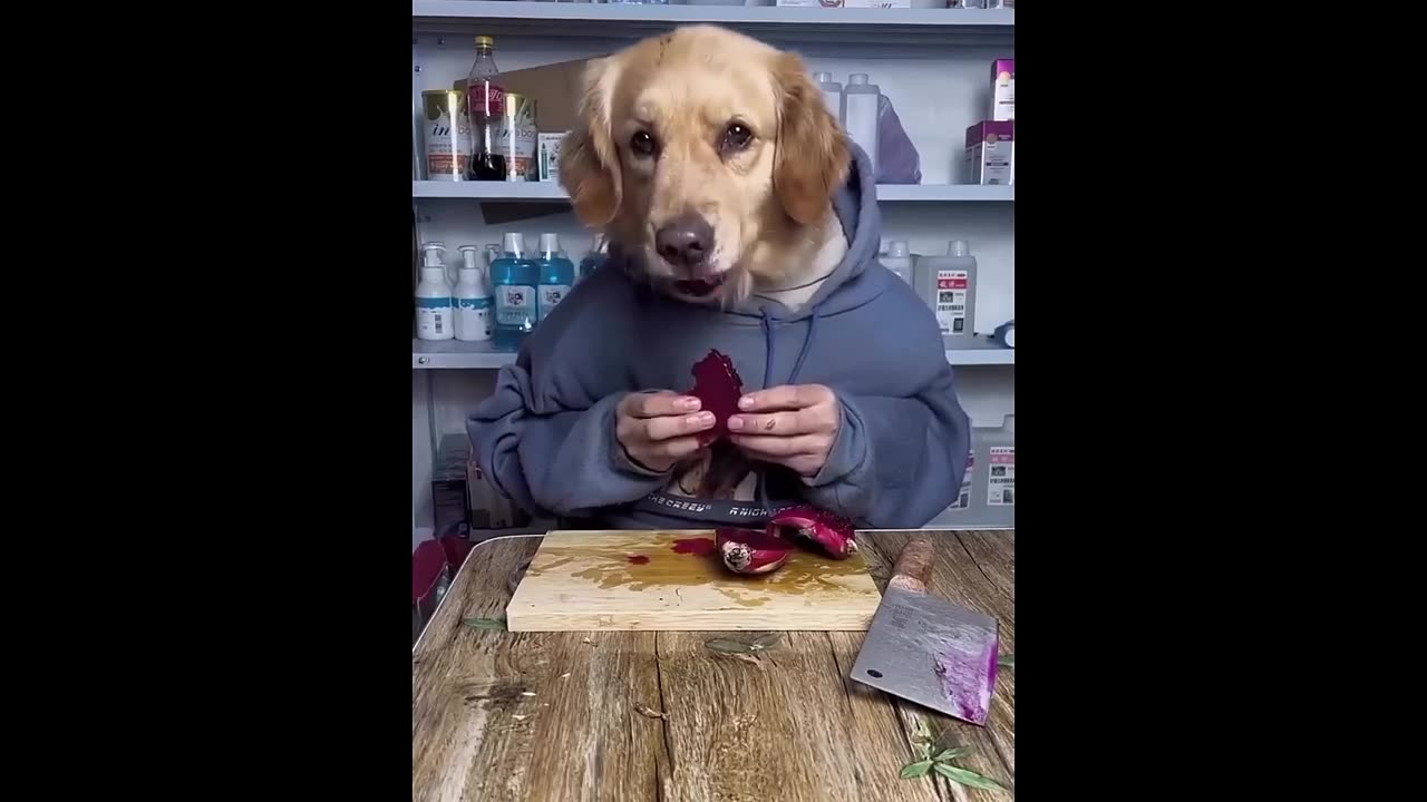 New very funny videos of funniest Cats and Dogs latest 2023