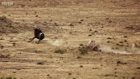 Cheetah chases wildebeest