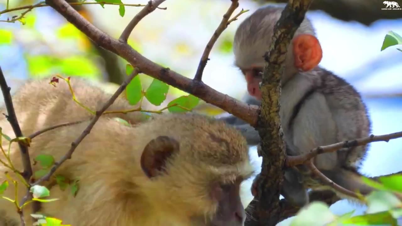 In the forest, all the animals are having fun together without any noise.