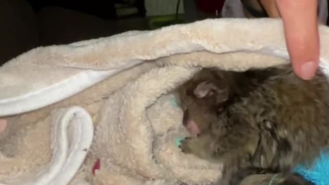 Marmoset Monkey Gets Comfortable for Bed