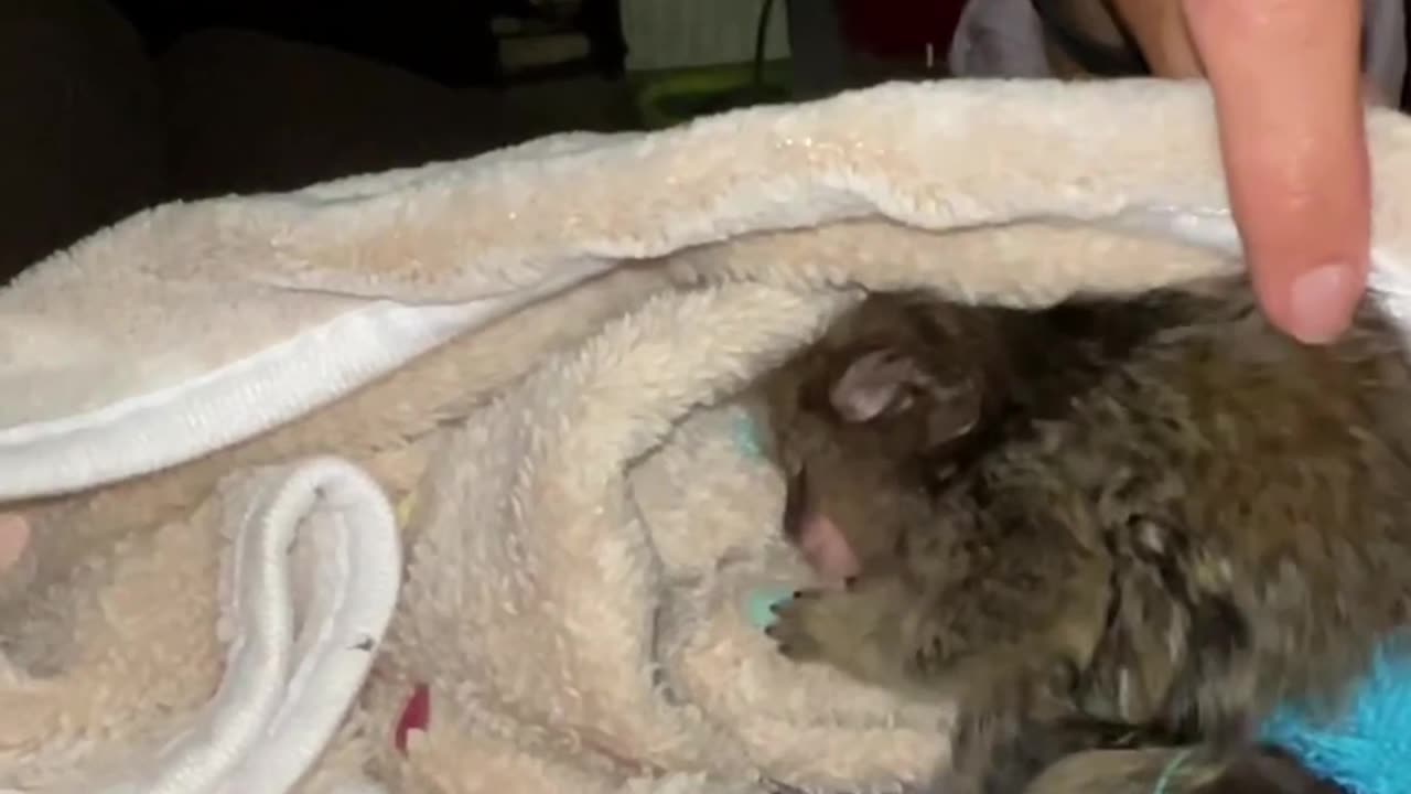 Marmoset Monkey Gets Comfortable for Bed