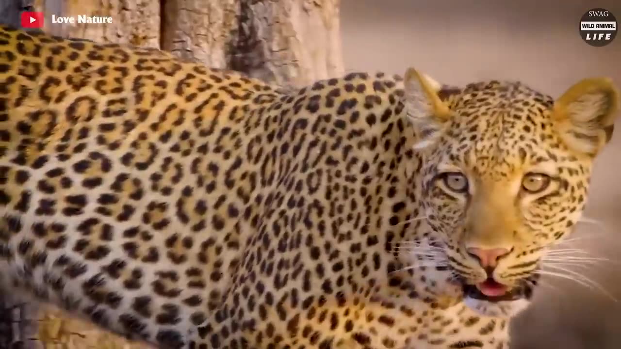 I find that shocking! What Happened When The Dumb Dog Was Eaten By A Leopard? | Wild Animals