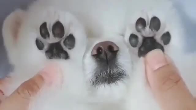 💕Cute🐶 short video 💕