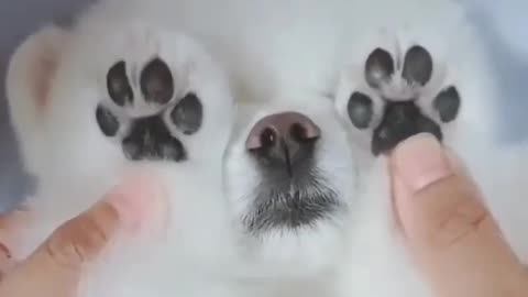 💕Cute🐶 short video 💕