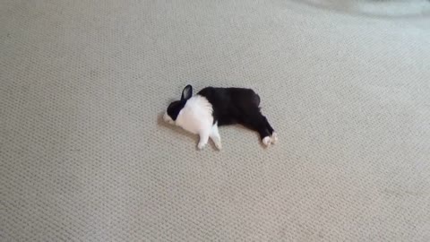 Waking a sleeping rabbit with a firecracker