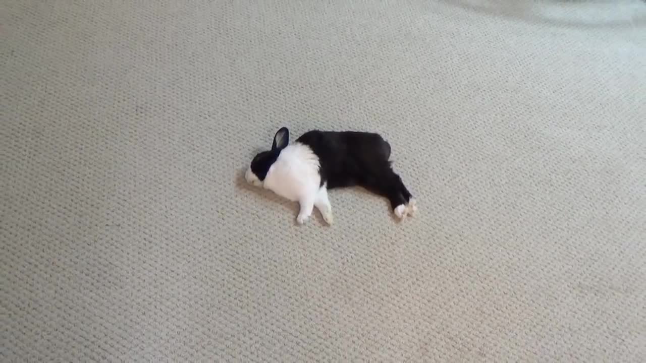 Waking a sleeping rabbit with a firecracker