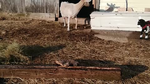 Baby goats playing