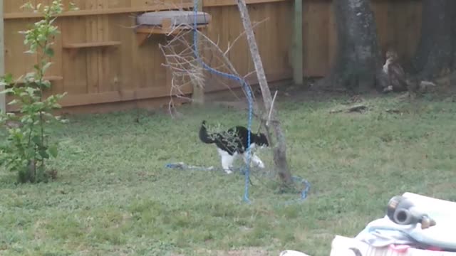 Oreo playing