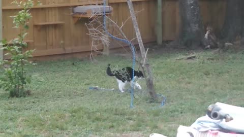 Oreo playing