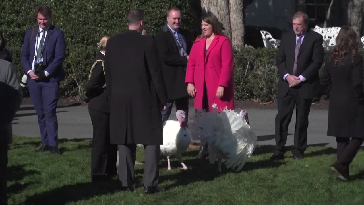 Joe Biden holds Thanksgiving 'turkey pardon' at the White House