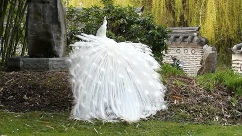 3 most beautiful peacocks of differents colors