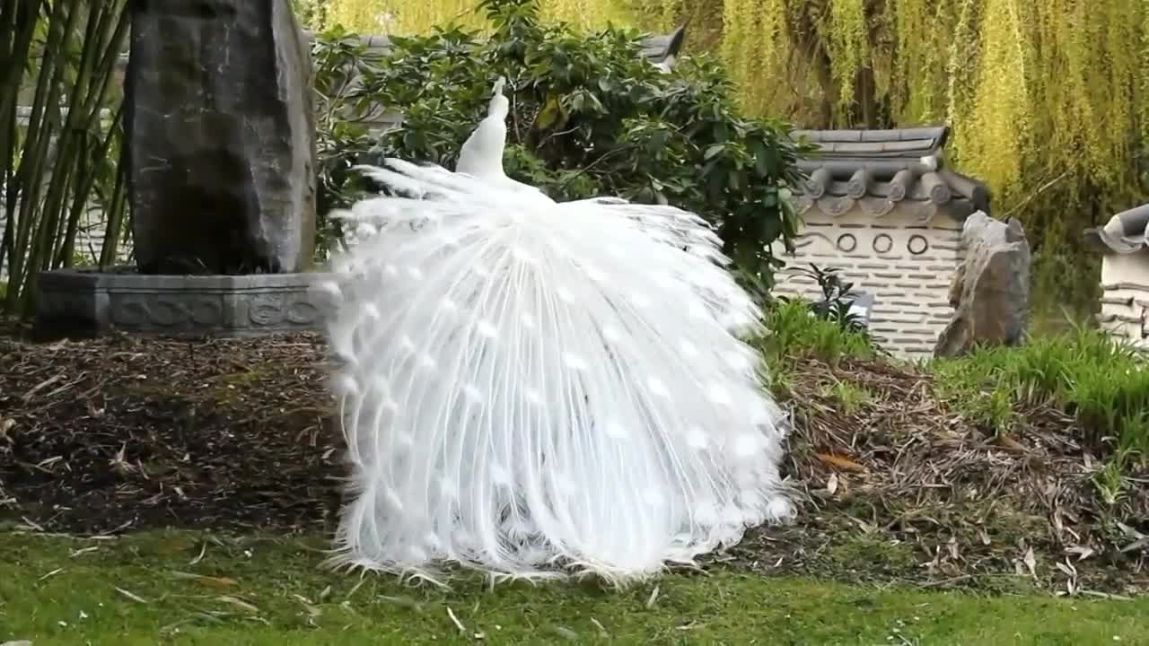 3 most beautiful peacocks of differents colors