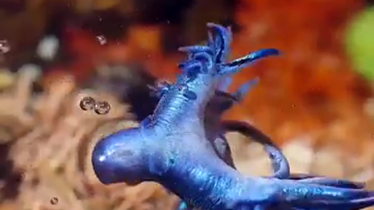 Blue Dragon, Sea Creature #shorts #viral #shortsvideo #video