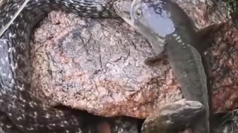 This is a beautiful and charming water-dwelling species