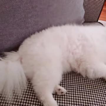 20191104文贵先生视频：没有给SNOW 吃酸奶，他就生气了……他太现实了