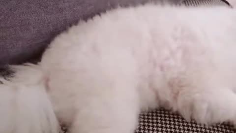 20191104文贵先生视频：没有给SNOW 吃酸奶，他就生气了……他太现实了