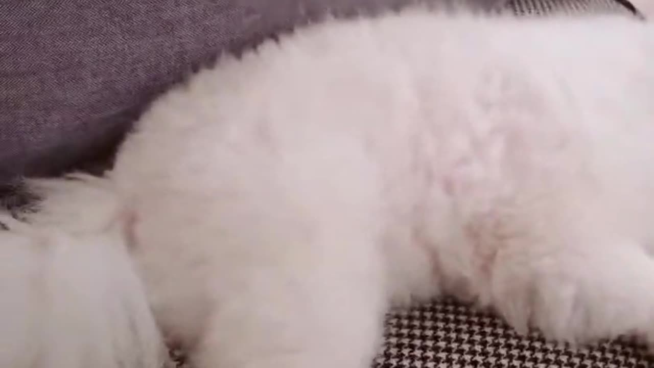 20191104文贵先生视频：没有给SNOW 吃酸奶，他就生气了……他太现实了