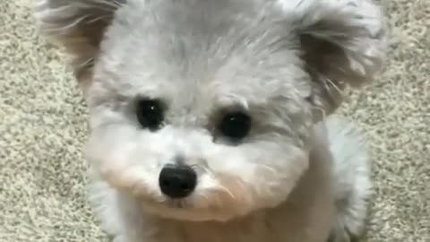 Sincerity with dogs