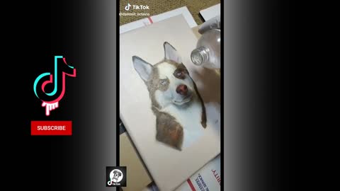 Funny Husky Expression Videos #Husky