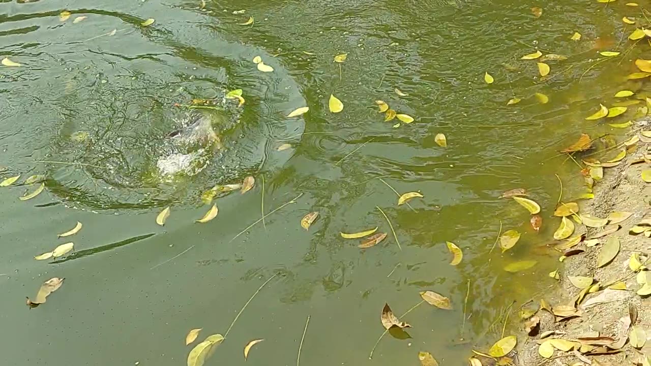 Barashi in the village pond while fishing with
