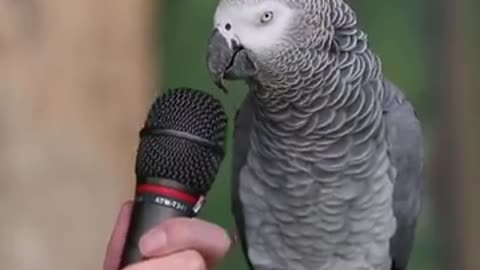Talking Parrot | VOANews