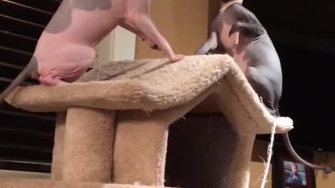 Hilarious Sphynx slap fight!