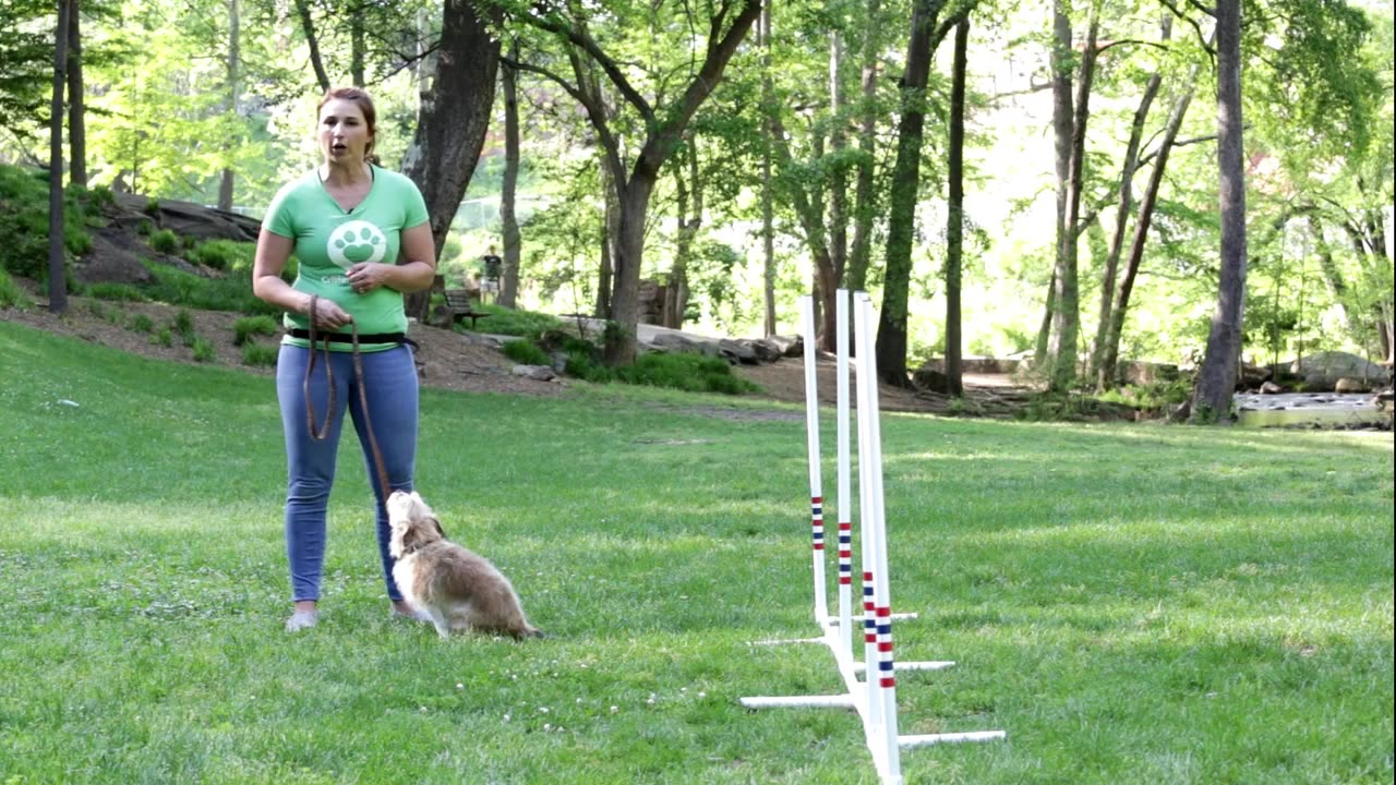 Train your dog to Weave between Poles - Critter Boutique Training Moment