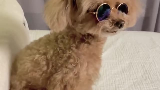 pet dog