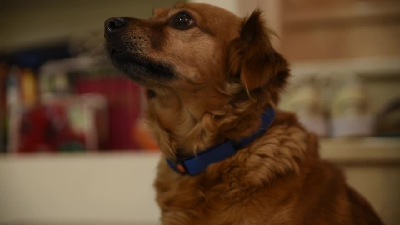 very attentive dog waiting for food