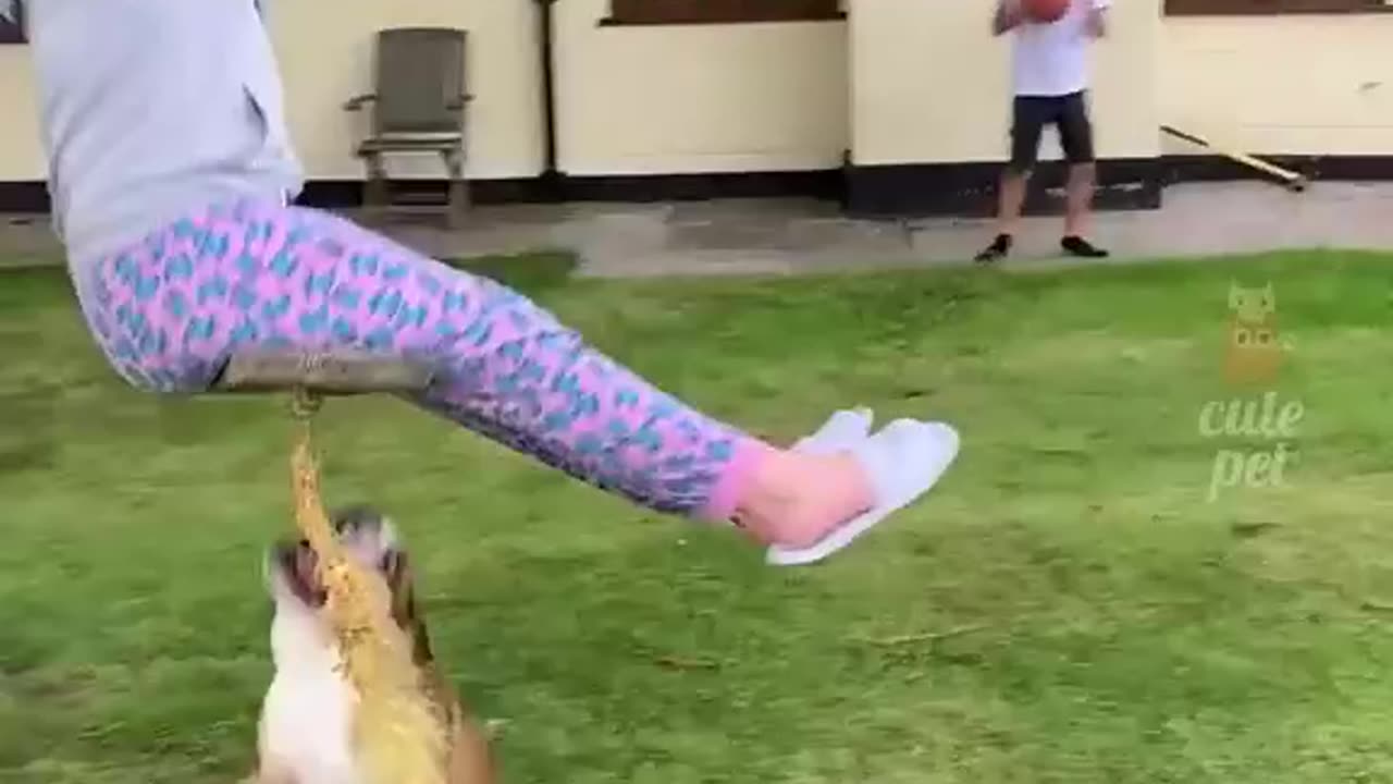 Dog funny video