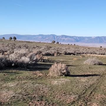 Only an expert can spot the deer