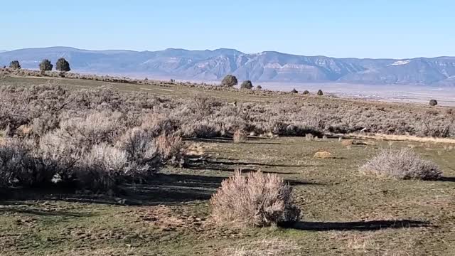 Only an expert can spot the deer