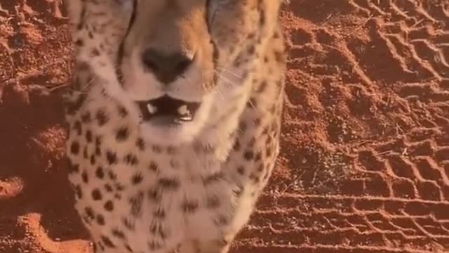 Cheetah wildlife zero distance from Africa impression wildlife conservation