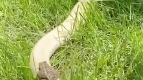Frog gets a ride on a Snake