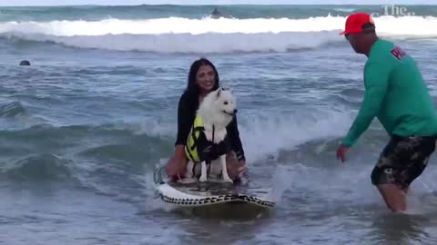 Dogs dazzle on surfboards in Brazil competition