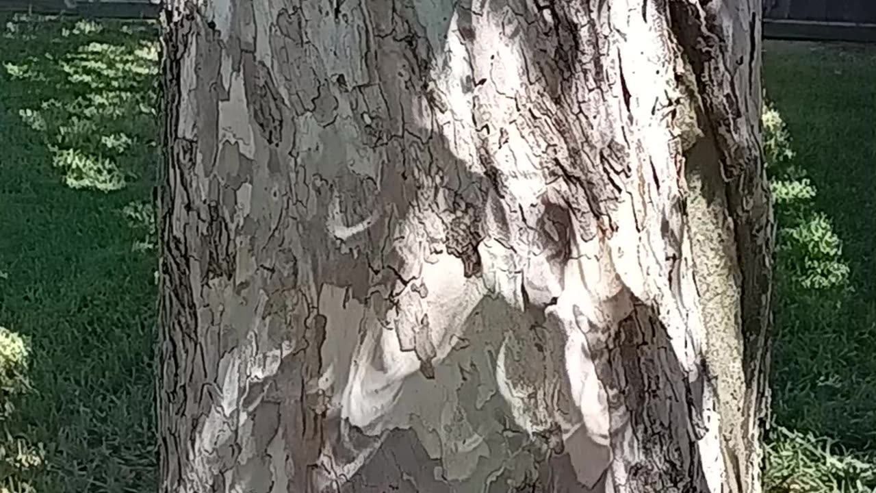 Tree and Shadow